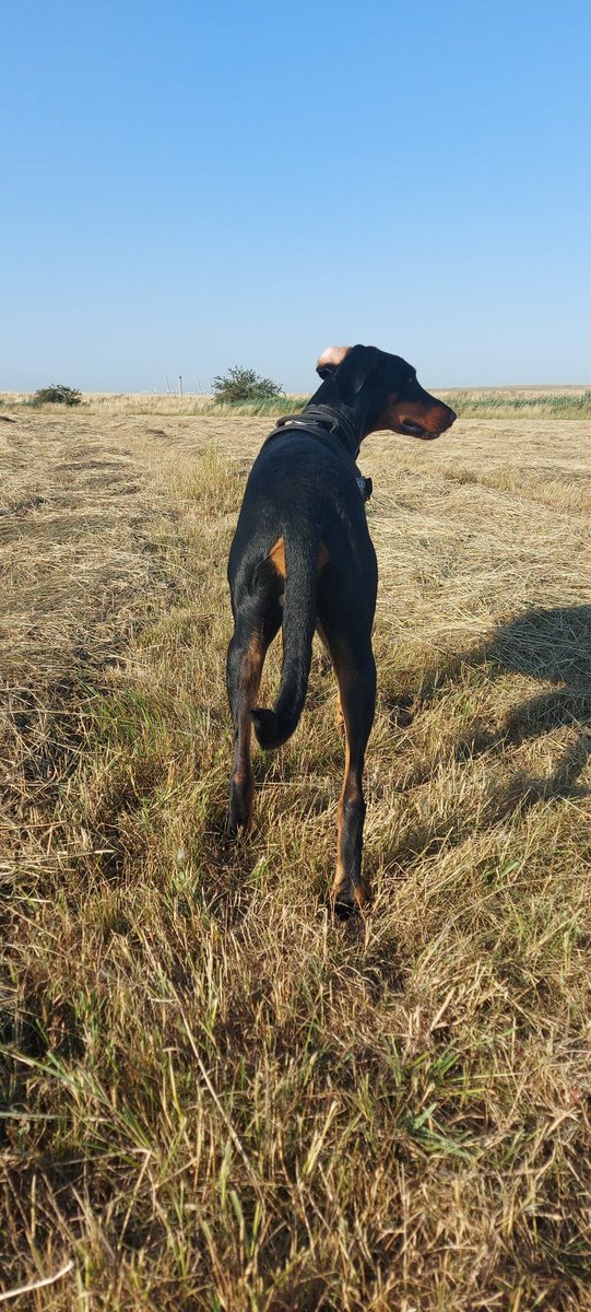 thompson_Jay's tweet photo. Early morning walk before training to beat the heat!! One ear in...one ear out! 🤪 https://t.co/efi2LTWAtS