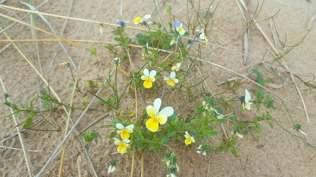 cumbriawildlife's tweet photo. Do you fancy being a dune detective for the day? Join us @_SouthWalney Nature Reserve on Fri 7 Aug for a bio-blitz, looking for wildflowers, birds &amp; grey seals. For all the family, self-directed, strict social distancing guidelines in place. Find out more: https://t.co/AAEaGhAes7 https://t.co/KrwK5YMISQ
