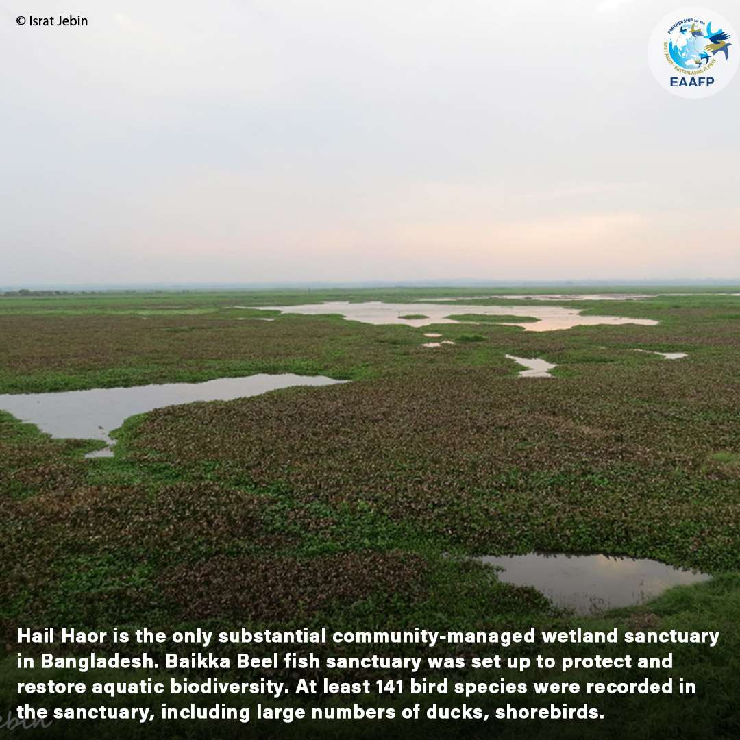 EAAFP's tweet photo. 🙌#FridayNetwork, this week introduces 🌏Hail Hoar [EAAF106] in #Bangledash, co-managed by local community with governmental  authorities to protect and restore aquatic biodiversity. 100ha has been declared as a Fish Sanctuary known as Baikka Beel. Read👉 https://t.co/qZX5NPJ4S8 https://t.co/2VzBNq425x