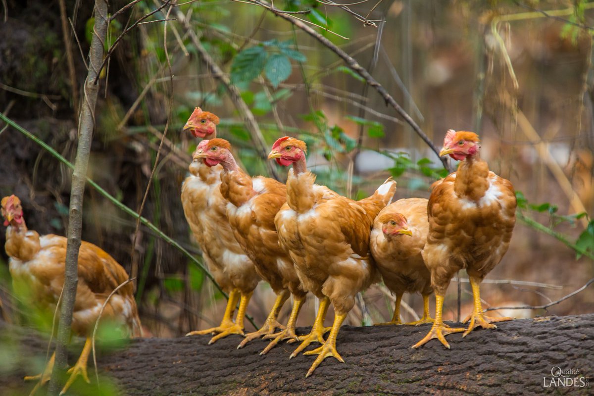 qualitelandes's tweet photo. Qu'il fait doux à l'ombre des pins … Heureux qui, comme les Poulets Fermiers des Landes IGP / Label Rouge, aime flâner toute la journée au cœur de la forêt landaise, en toute liberté ... https://t.co/Bp5rj2njwY