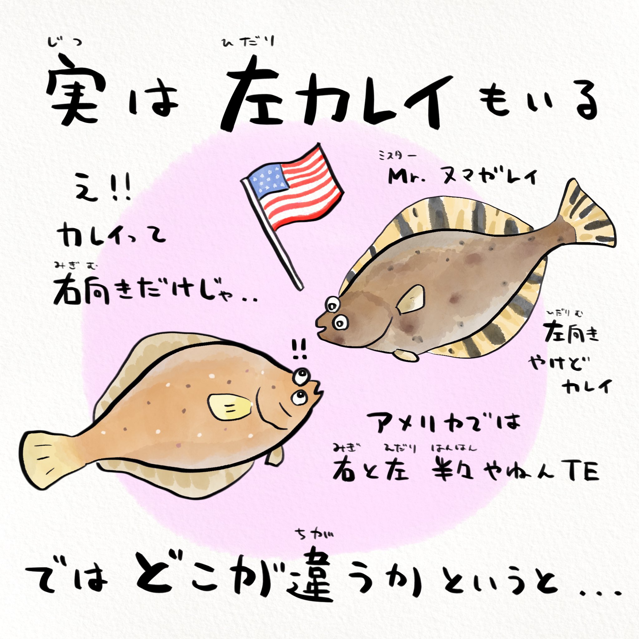 さかなのおにいさん かわちゃん 左ヒラメに右カレイ と言いますが 普通に左カレイもいます 見分け方は 性格 T Co Ni6ndyjb41 Twitter