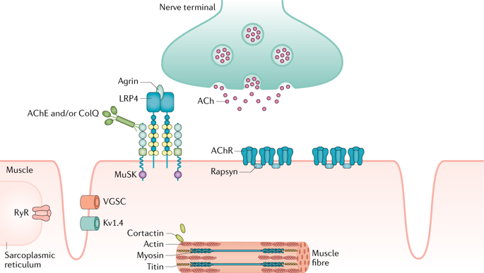 DiseasePrimers's tweet photo. #MyastheniaGravis is an #autoimmune disease that affects the #postsynaptic membrane at the #neuromuscular junction https://t.co/NCZh7B8Yi7 https://t.co/ucqsZa1cmL
