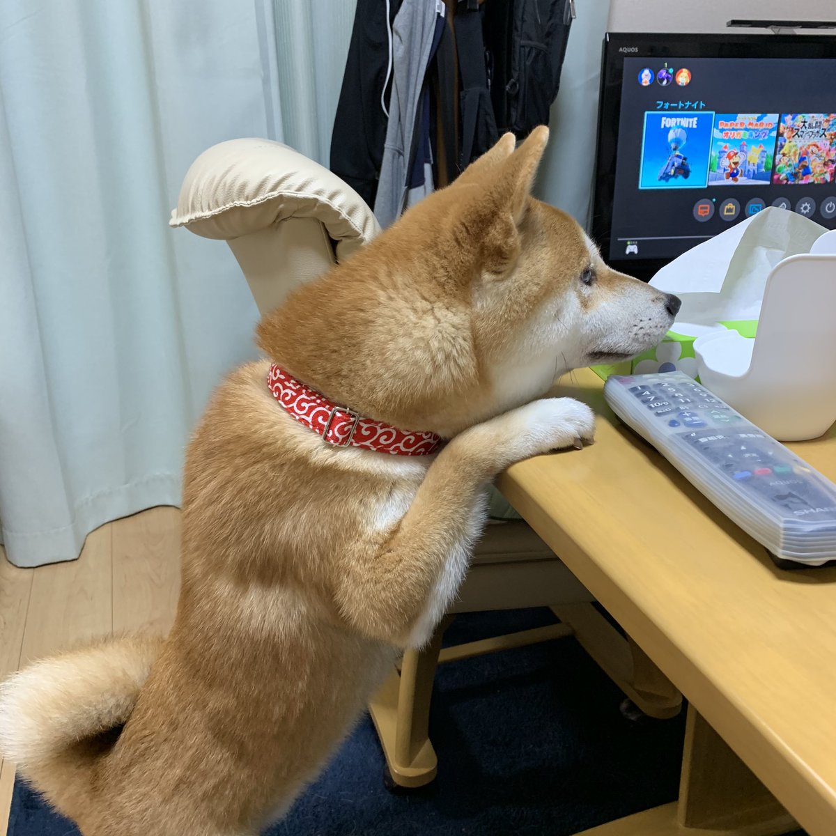 柴犬多頭飼い