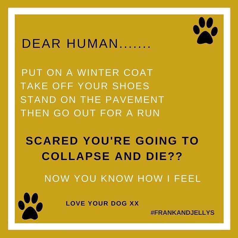 gsrescueelite's tweet photo. We really shouldn't have to tweet this but there are still people who ignore the advice, remember no dog died from missing a walk 🐾❤
#dogs #germanshepherd #friday #Hot #Sun #heatwaveuk #DogsDieInHotCars https://t.co/NtojIcdNAR