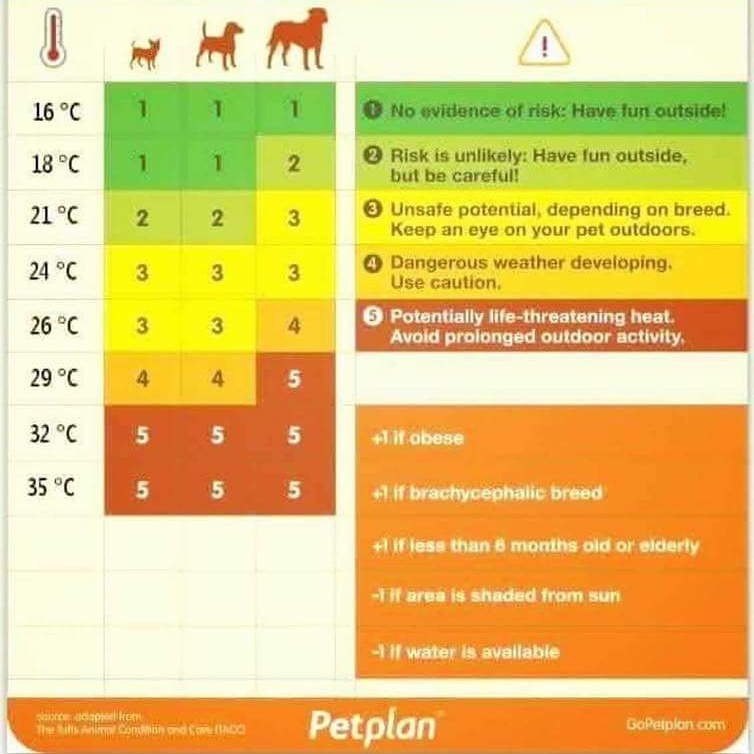 We really shouldn't have to tweet this but there are still people who ignore the advice, remember no dog died from missing a walk 🐾❤
#dogs #germanshepherd #friday #Hot #Sun #heatwaveuk #DogsDieInHotCars