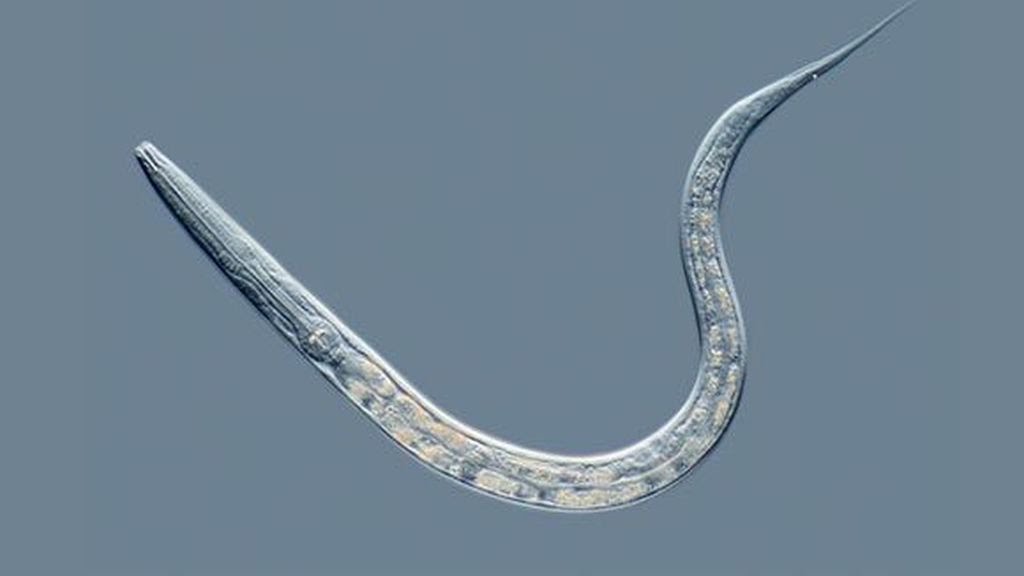 SecretoDruidas's tweet image. A raíz de los últimos🧵me habéis preguntado si los científicos han conseguido traer a la vida animales que se hubieran encontrado en el permafrost siberiano y la respuesta es SÍ. 

Estos gusanos congelados en Siberia han vuelto a la vida 40.000 años después.

📷Vix

Abro hilo⤵️