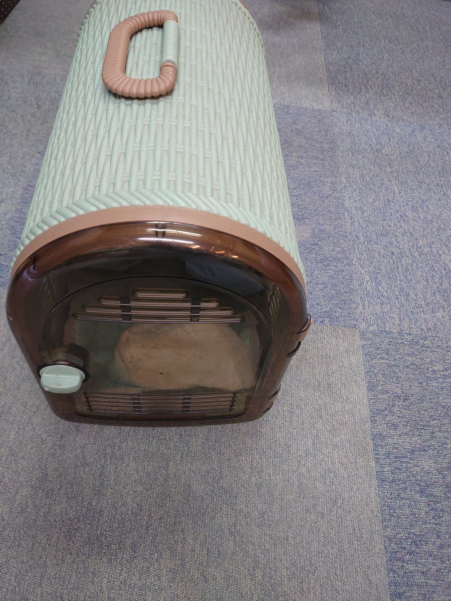 ミケちゃん tweet media