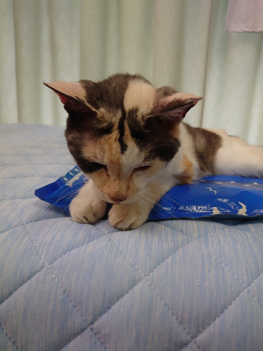 ミケちゃん tweet media