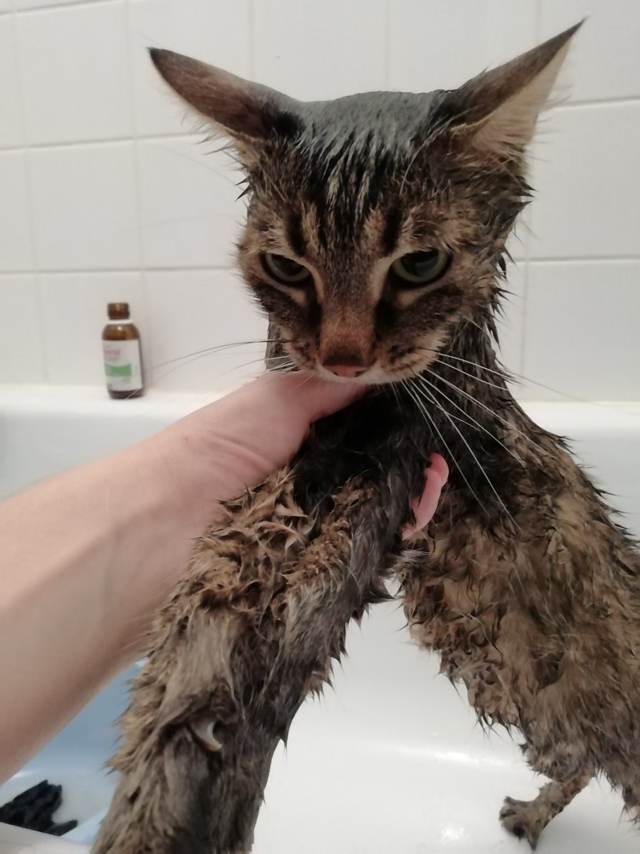 Pablo54289093's tweet photo. Journée #ménage, en entendant l'aspirateur j'ai pensé que ma journée ne pourrais pas être pire... C'était avant que l'humaine dise "jour du shampoing contre la teigne" 😰 ELLE ramène des chatons en fa JE finis à la douche vous y comprennez la logique vous ? #CatsOfTwitter #chats https://t.co/6hBot0QZmw