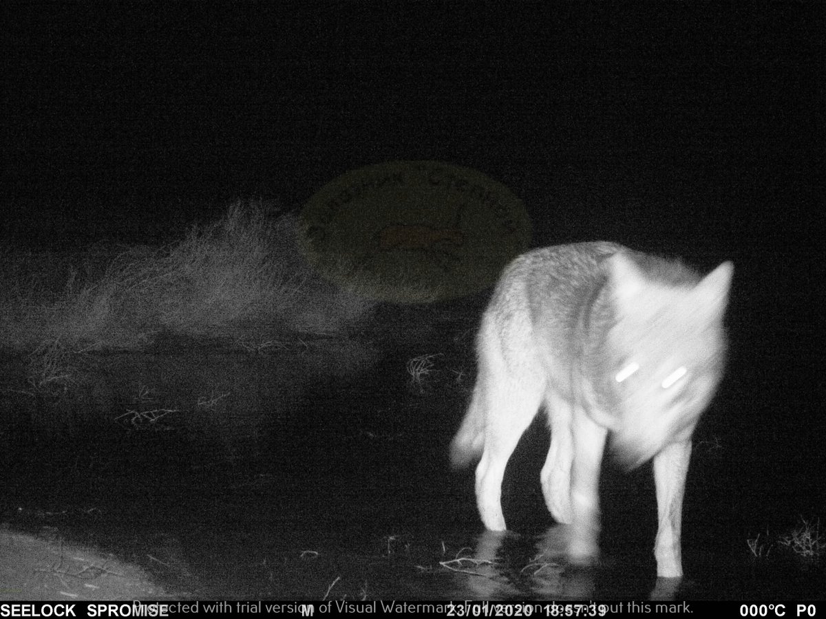 InstantWild's tweet photo. Watch out, #Wolves about on @InstantWild
Help monitor the Russian Steppe wildlife in #Stepnoi reserve https://t.co/1vlf9I9MZD