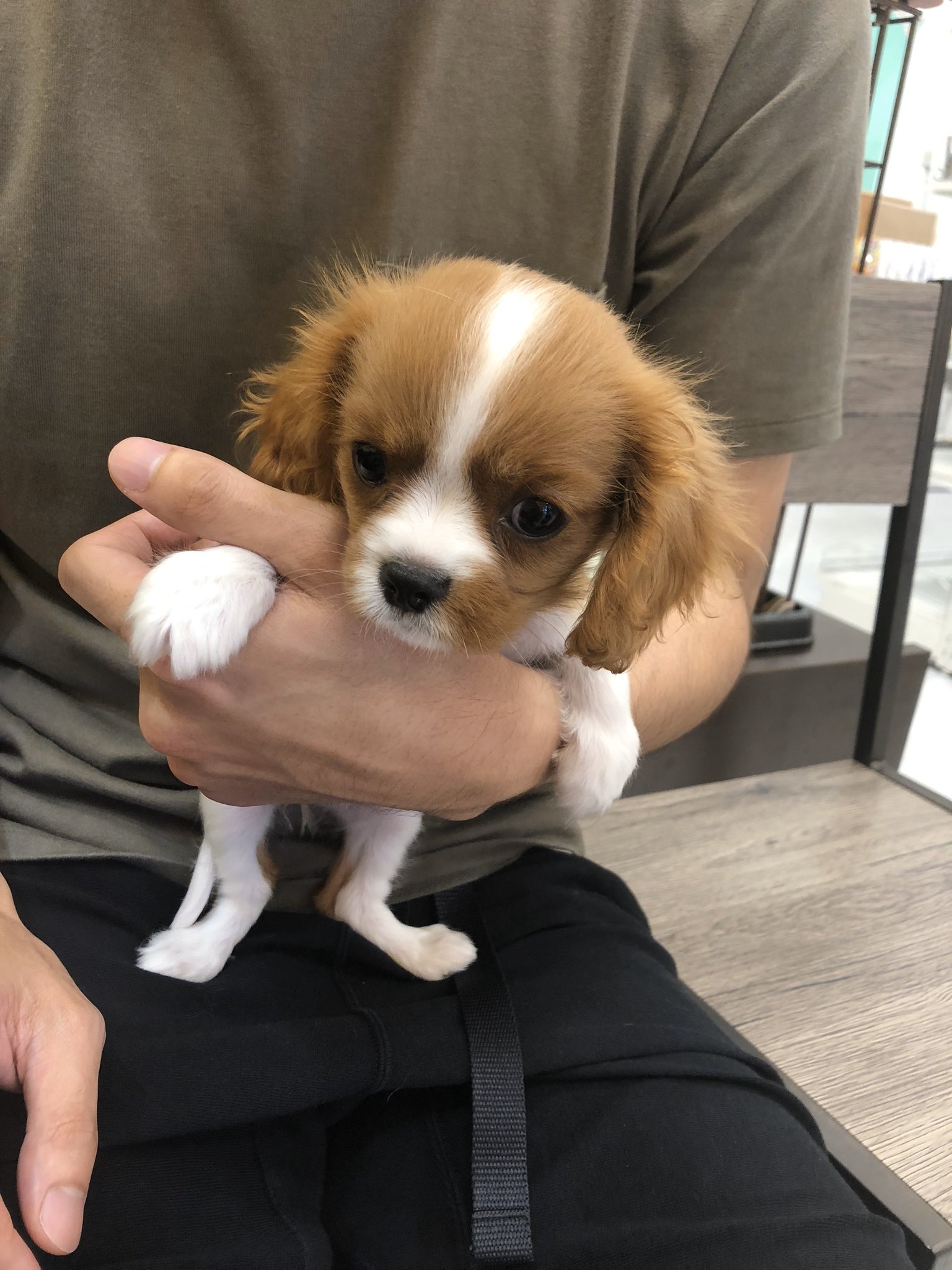 あくび おチビあくび 可愛い可愛い可愛い キャバリアキングチャールズスパニエル 犬のいる幸せ かわいいちゃん あくび おチビあくび 可愛い可愛い可愛い キャバリアキングチャールズスパニエル 犬のいる幸せ かわいいちゃん