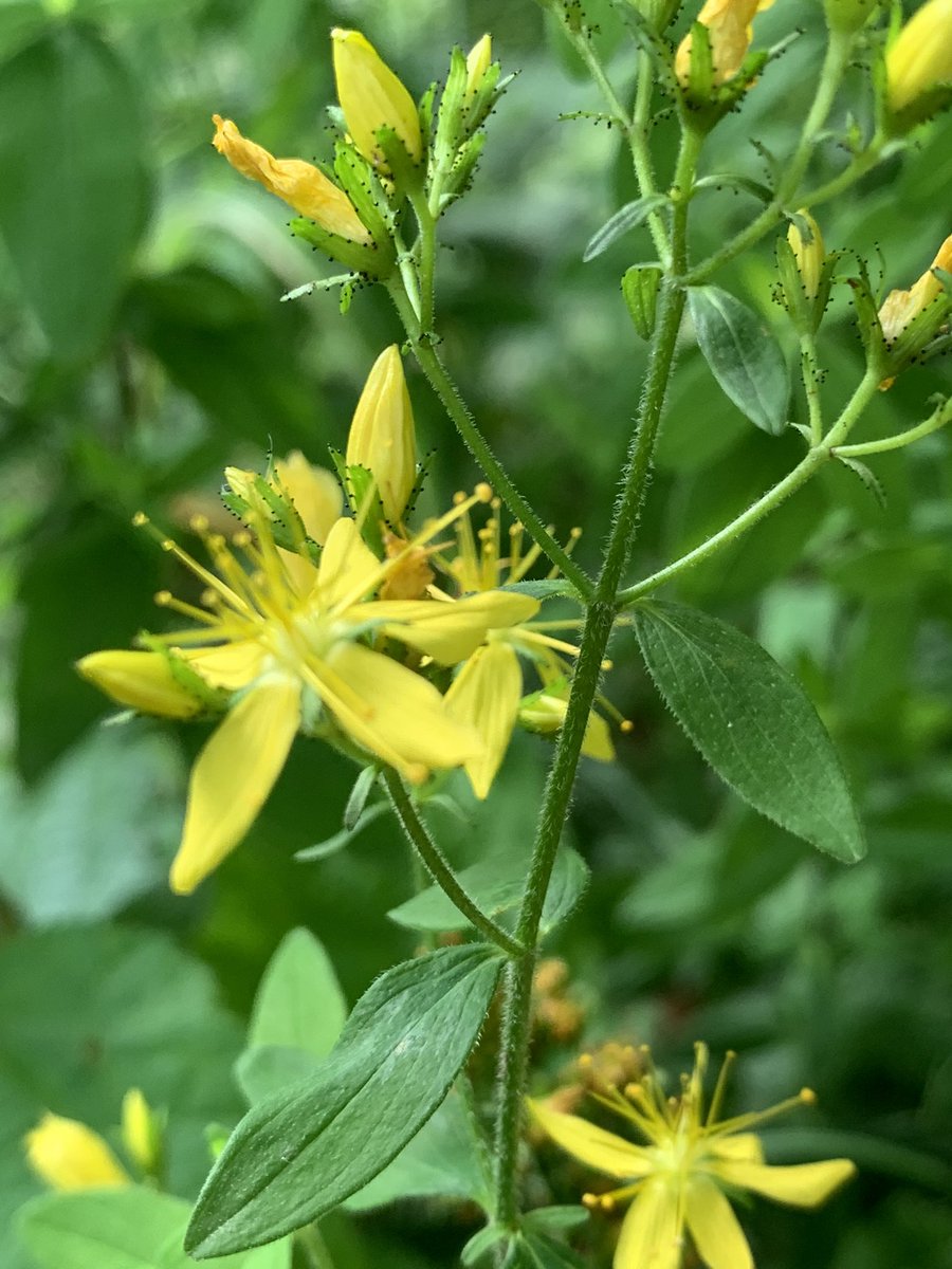 FERS Ltd (@fersltd) on Twitter photo FPO Hypericum hirsutum population doing well @npwsBioData, <a href="/BSBI_Ireland/">BSBI Ireland</a>, <a href="/BSBIbotany/">BSBI: Botanical Society of Britain & Ireland</a>, <a href="/BOMaoileoin/">Ben Malone</a>, <a href="/BioDataCentre/">Biodiversity Ireland</a>,<a href="/kiwibyrne/">Ciarán Byrne</a> FPO Hypericum hirsutum population doing well @npwsBioData, <a href="/BSBI_Ireland/">BSBI Ireland</a>, <a href="/BSBIbotany/">BSBI: Botanical Society of Britain & Ireland</a>, <a href="/BOMaoileoin/">Ben Malone</a>, <a href="/BioDataCentre/">Biodiversity Ireland</a>,<a href="/kiwibyrne/">Ciarán Byrne</a>