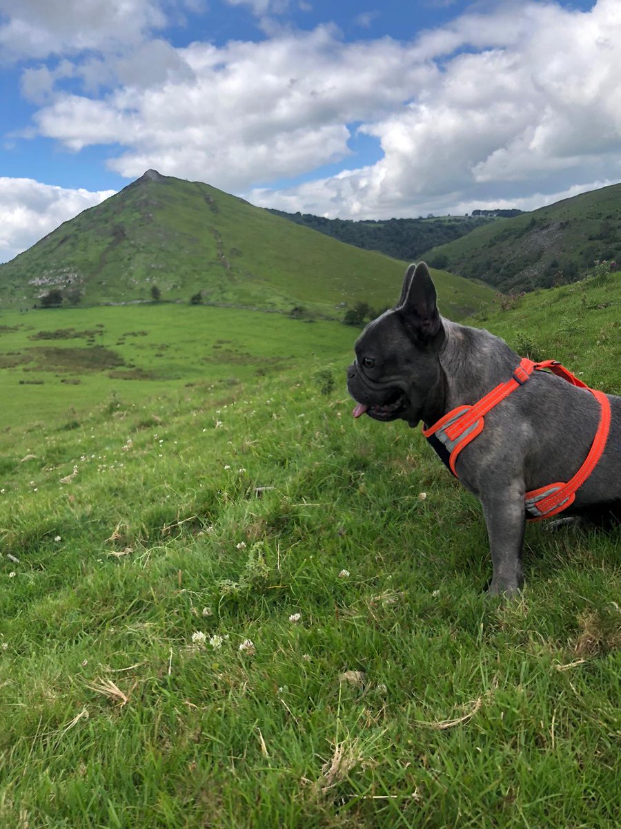 tpit_uk's tweet photo. This one climbed his first-ever peak in lovely Dovedale this week! 😀⛰️🐶

#frenchiefriday #squishyfacecrew #frenchbulldog #frenchie #happy #TPiT #ITsupport #Websdesign #webdesigners #smile #happy #mascot #peaks #mountain #hiking #hike #motivation #climber https://t.co/iorrjK8VjS
