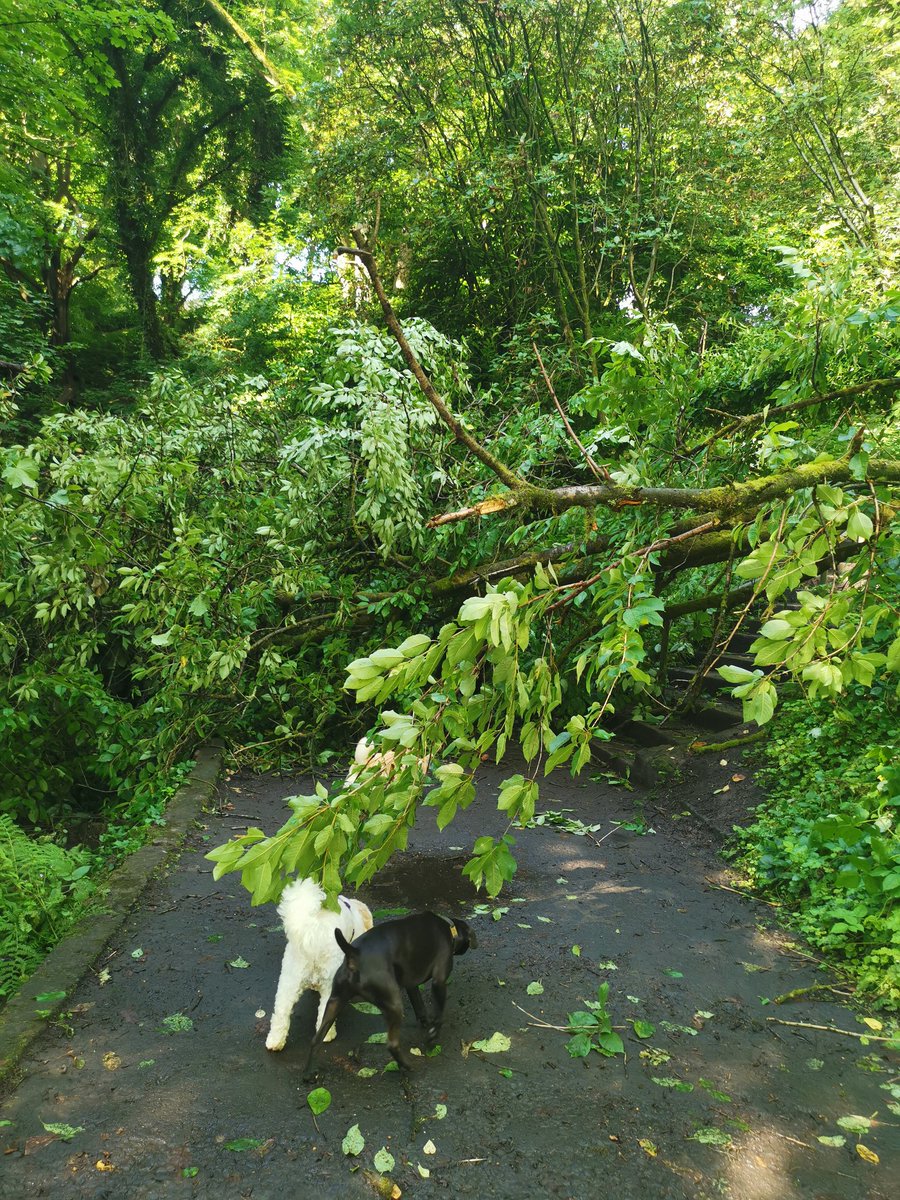 LizzyDxn's tweet photo. @SouthLanCouncil another fallen tree in Cambuslang Park. At the bottom of the stairs at kirkburn avenue entrance to park https://t.co/sYLRxCKlmJ