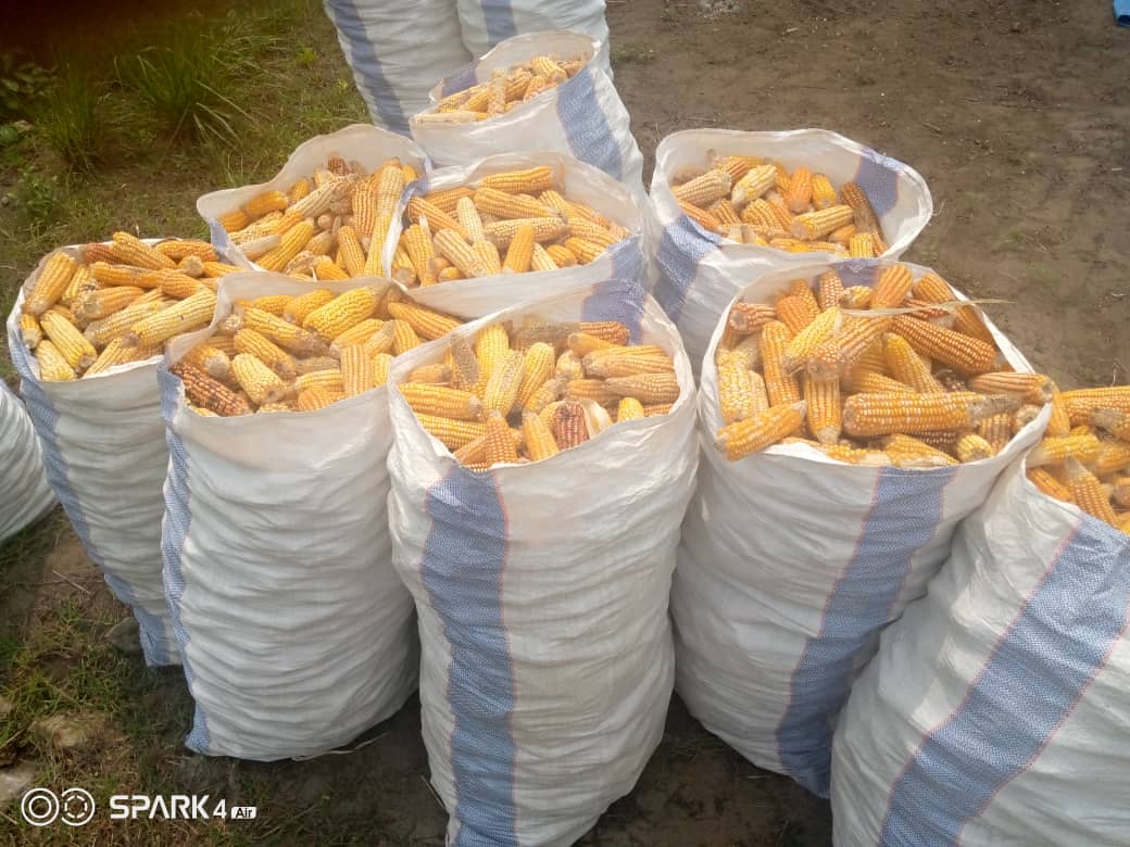 abelamundala's tweet photo. Récolte sur le site agricole D'#IMPURU !
A l'occasion, @BillyKambale1 ministre de la jeunesse et initiateur du projet a même invité @USAmbDRC ambassadeur des #USA en #RDC! https://t.co/Irar7WjhQw