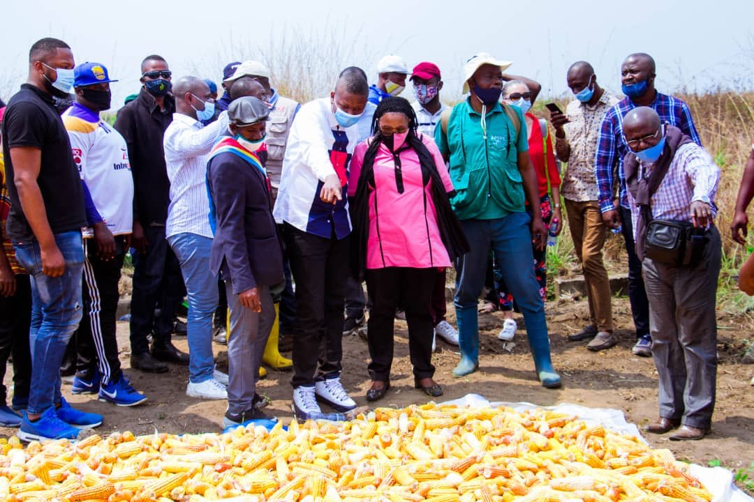 abelamundala's tweet photo. Récolte sur le site agricole D'#IMPURU !
A l'occasion, @BillyKambale1 ministre de la jeunesse et initiateur du projet a même invité @USAmbDRC ambassadeur des #USA en #RDC! https://t.co/Irar7WjhQw