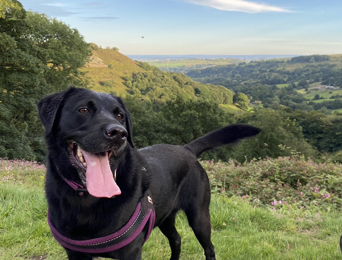 BruntNigel's tweet photo. After a hard week in the office you can’t beat a walk with mans best friend down the gorgeous #shibdenvalley #GodsOwnCountry #gentkemenjack @Welcome2Yorks https://t.co/L8vAA5U99U