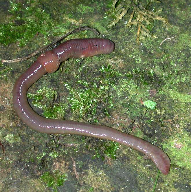 7. worms they have no legs