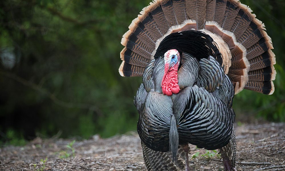 5. turkeys