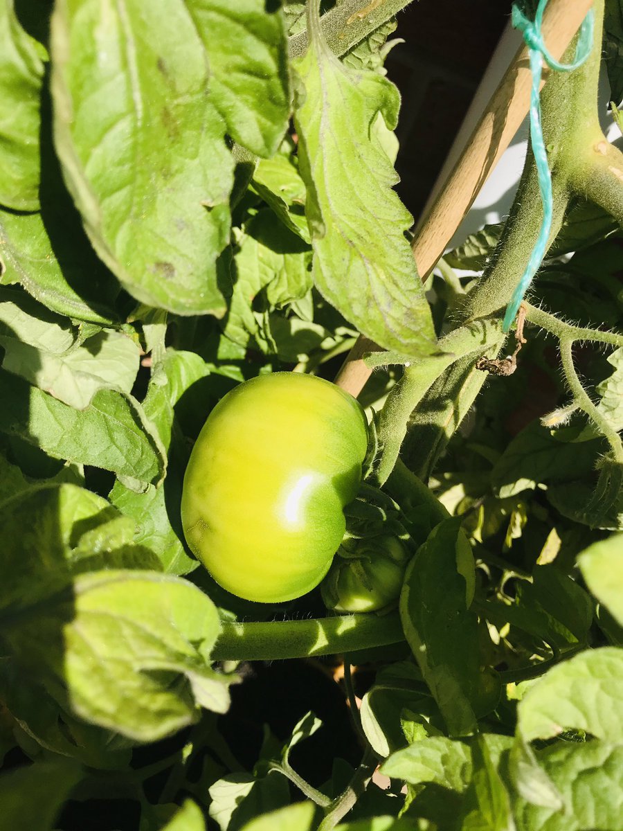 Cmon you little smeg heads!
I’ve been watching you for days now and you still won’t go orange!!