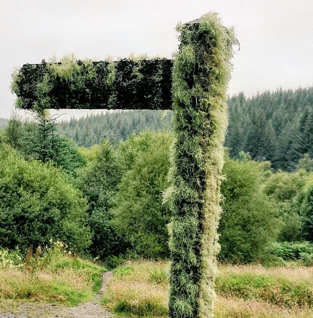 This way to lichen.