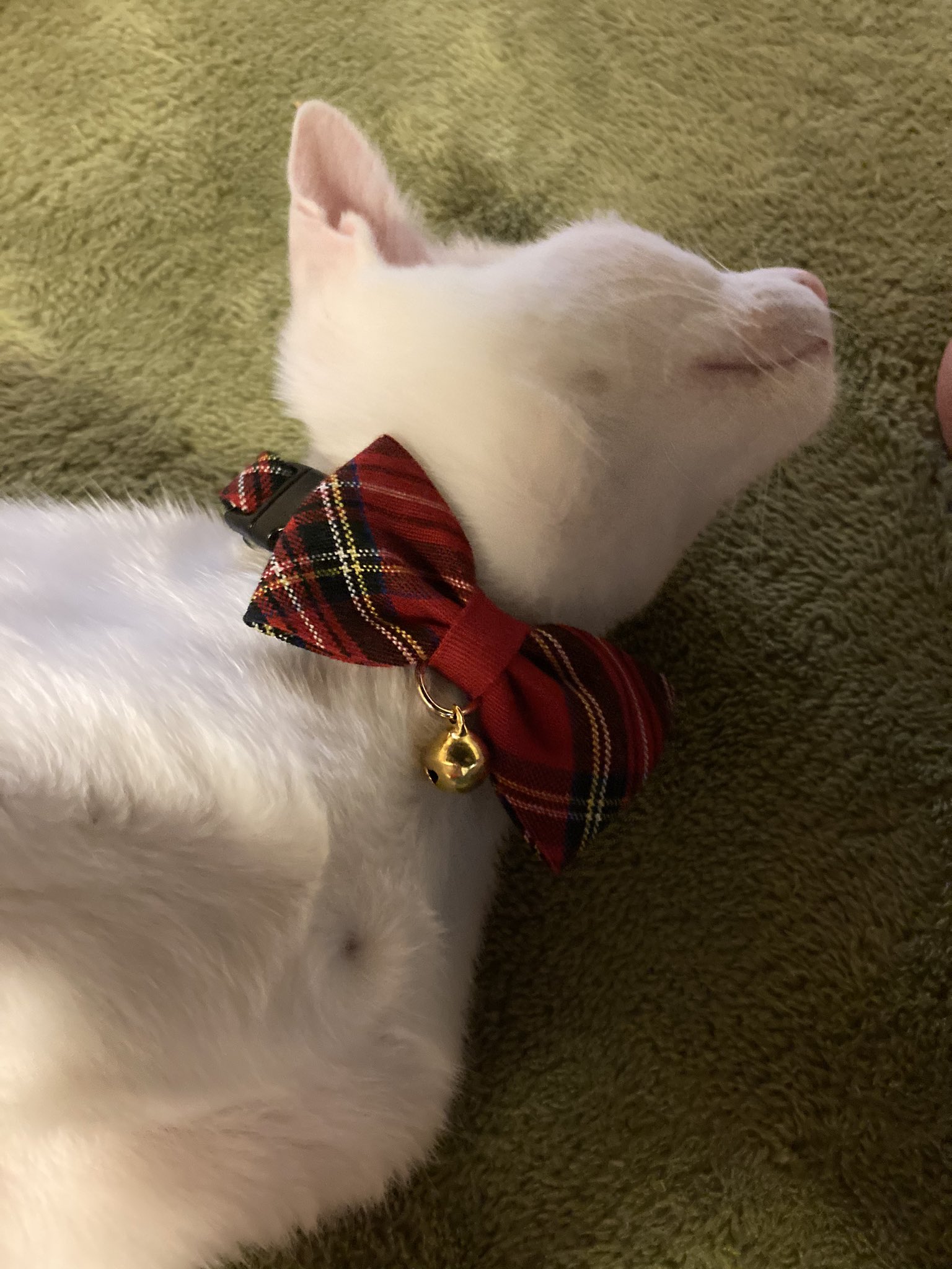 カナ ユキにつむじみたいなんあるんやけどなにこれ と思ってたらつむじだった 場所おかしいけど T Co Ssn71co49i T Co Wrihoxaxsc Twitter カナ ユキにつむじみたいなんあるんやけどなにこれ と思ってたらつむじだった 場所おかしいけど T Co Ssn71co49i T Co Wrihoxaxsc Twitter