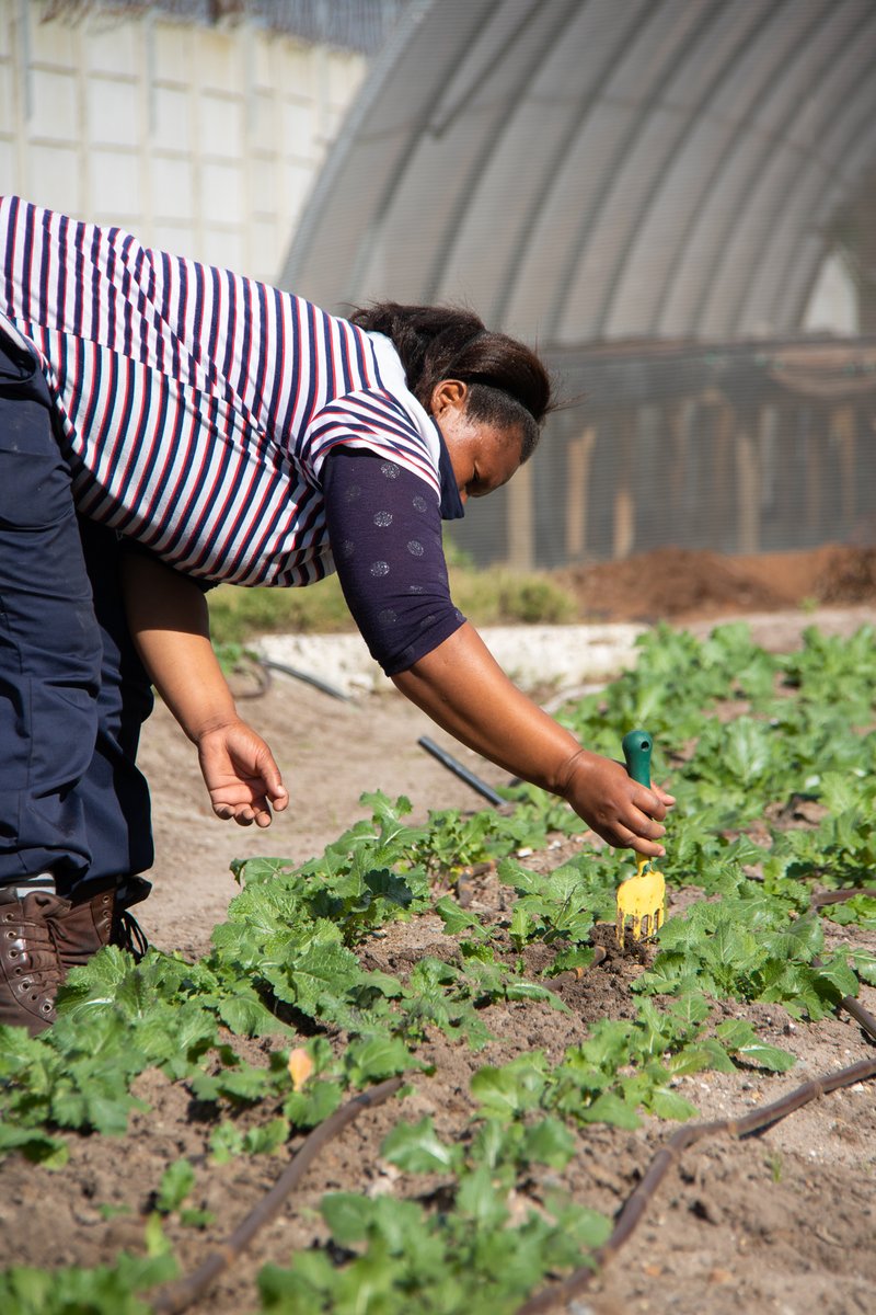 NCCEnviron's tweet photo. A visit to Mhani Gingi in Manenberg.
Part of a project to enhance and promote the #environmental economic growth, in disadvantaged communities: https://t.co/kyqAo6JKD7 
#social #epwp @WesternCapeGov #veggiegardens #skillsdevelopment #NGO #ithembaphakama https://t.co/TczoRubm2q
