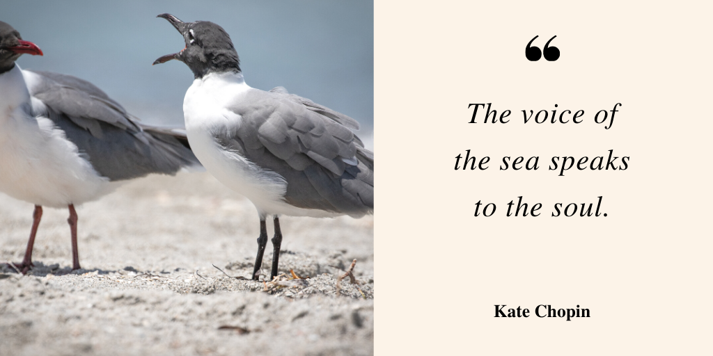 I adore living by the sea, but those seagulls sure do test my soundproofing! What sounds of nature do you contend with? #voiceover #soundsofnature #seagulls #booth #soundproof
