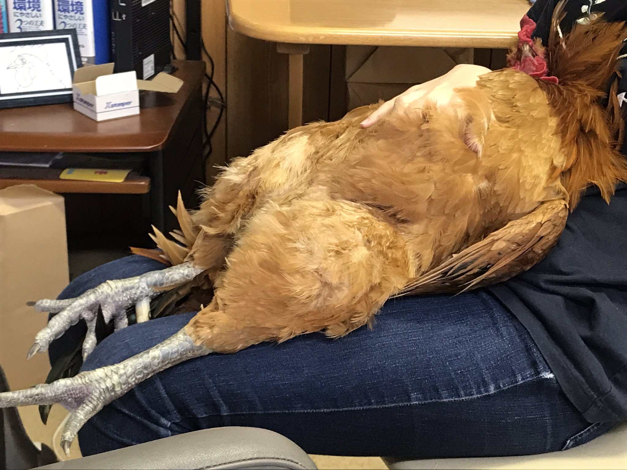 飼い主さんの膝でリラックスしているのは 自分が鶏だということを忘れた鶏 話題の画像プラス 飼い主さんの膝でリラックスしているのは 自分が鶏だということを忘れた鶏 話題の画像プラス