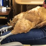 飼い主さんの膝でリラックスしているのは・・自分が鶏だということを忘れた鶏？w