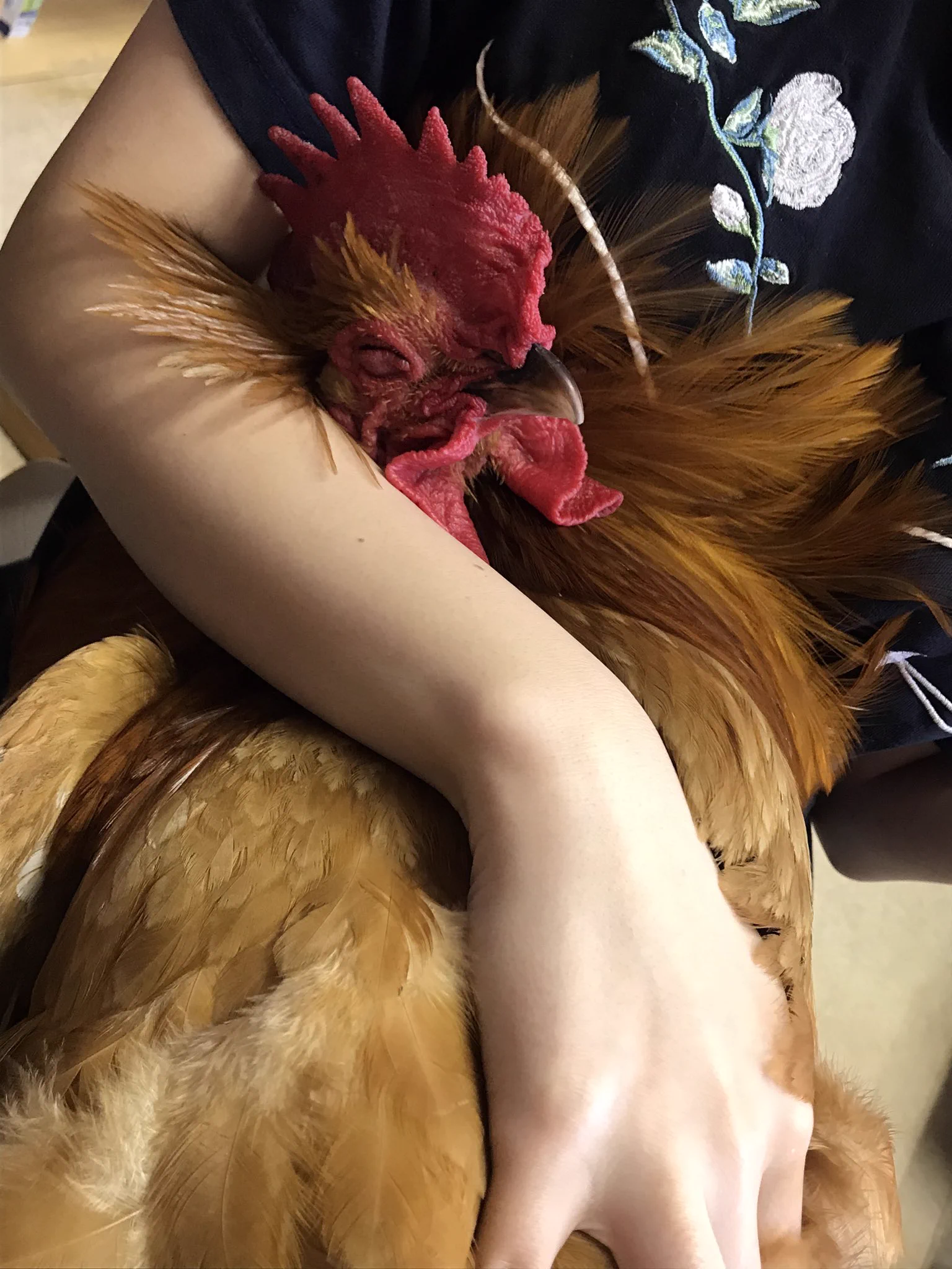 飼い主さんの膝でリラックスしているのは・・自分が鶏だということを忘れた鶏？ｗｗ