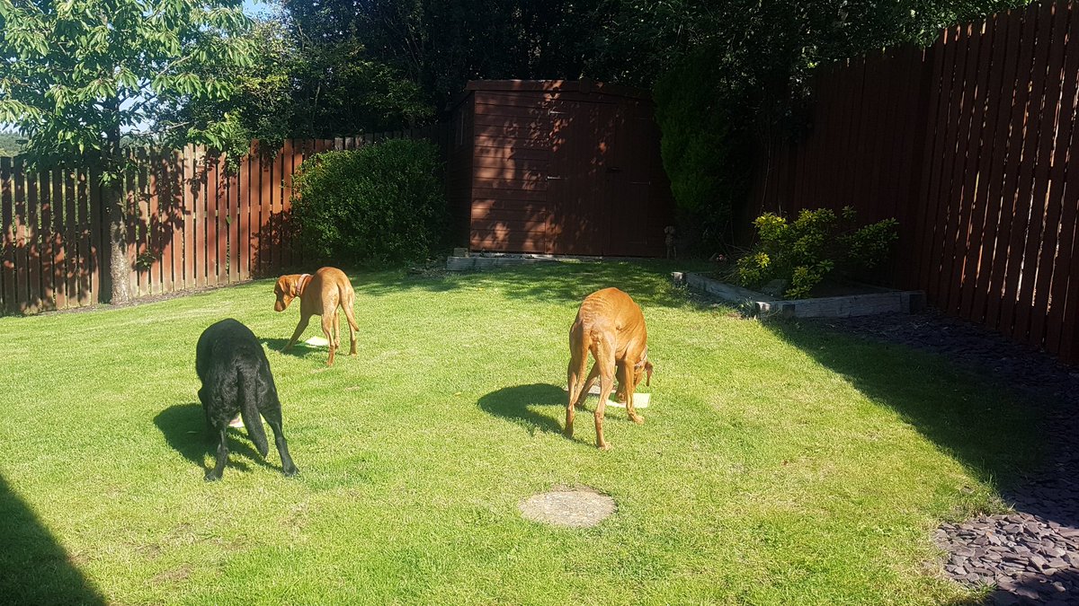 SpiceVizsla's tweet photo. #Lickmat covered in pate in the garden...
Smashing πππ
#dayoffvibes #familyfun #holidays #dogoftheday #dogsoftwitter #derbyshiredogs https://t.co/fWDi5A2Yrm