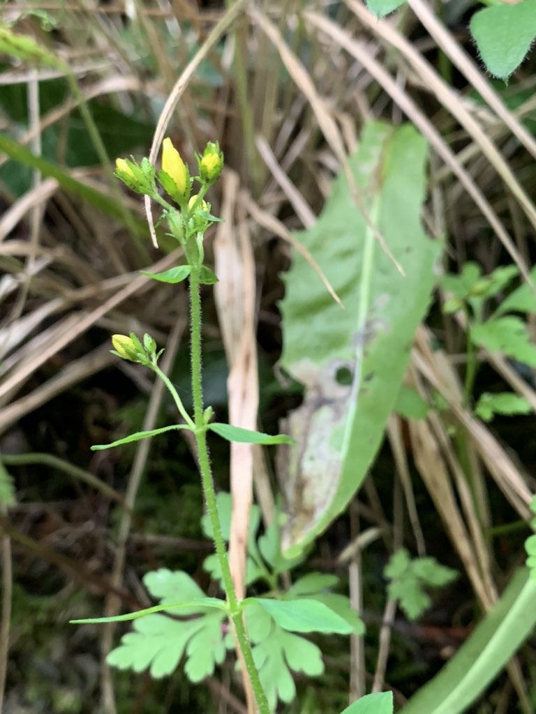 Population along path in woodland struggling on despite heavy shade