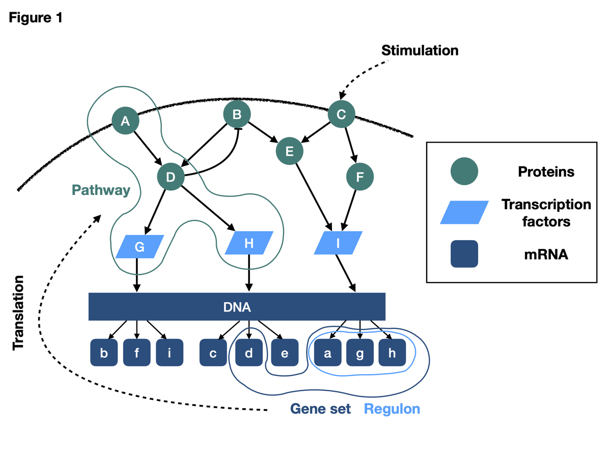 saezlab's tweet photo. Pathway analysis is frequently performed with gene expression data. However, pathways are largely set up by proteins, and not mRNA. Why do they then often give a strong signal? In our new study w. @ben_szalai we investigated this apparent contradiction. https://t.co/iLvxpfde5g https://t.co/cnxGDFmltB