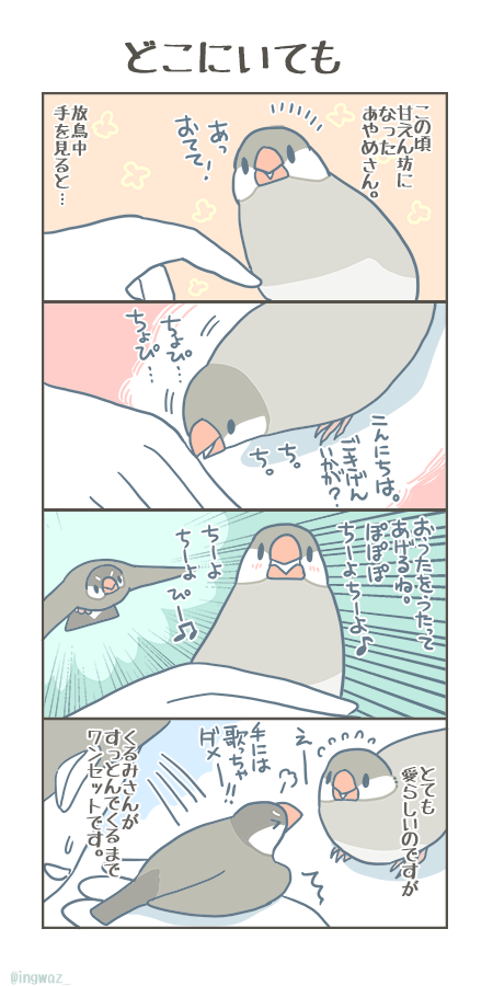 どこにいても、必ず間に割って入ってきます。

#Buncho #javasparrow #文鳥 