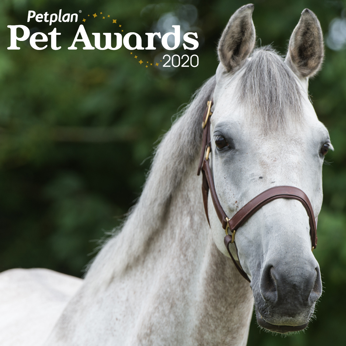 PetplanEquine's tweet photo. ✨ It’s your last chance to nominate!  ✨

The nominations for the #PetplanPetAwards close today so if you have a pony that deserves some recognition, make sure to nominate them now!

https://t.co/ueDZF39guc

T&amp;C's apply. Nominations close 31st July. https://t.co/5Q0DTuXTB1