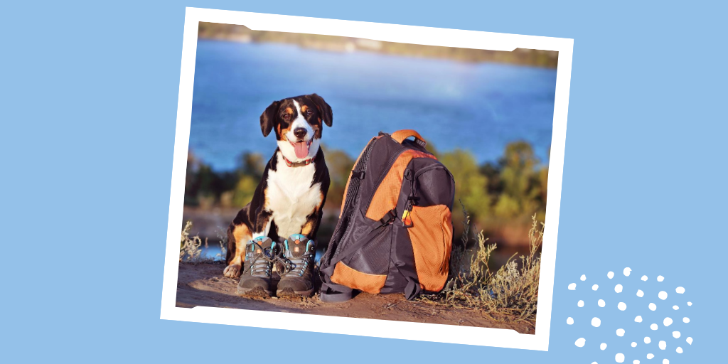 RedVetersalud's tweet photo. Termina el mes de julio y es viernes... ¿Tienes planes para el fin de semana?Una buena opción es un paseo en la sierra madrileña por la ruta del Valle de la Fuenfria. ⁣
¿Te animas? ⁣
⁣+ info: https://t.co/vFxriTgiSt⁣
#nosinmimascota #perrosenruta #verano #vetersalud  #pets https://t.co/za4kFvkrMM
