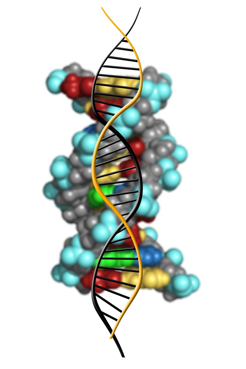 Come join us! We have 2 postdoc positions available in #StatisticalGenetics developing #GWAS methods with a focus on #Prediction of #ComplexTraits at @dougthespeed's research group - deadline 1 september: bit.ly/2D5h7Oy