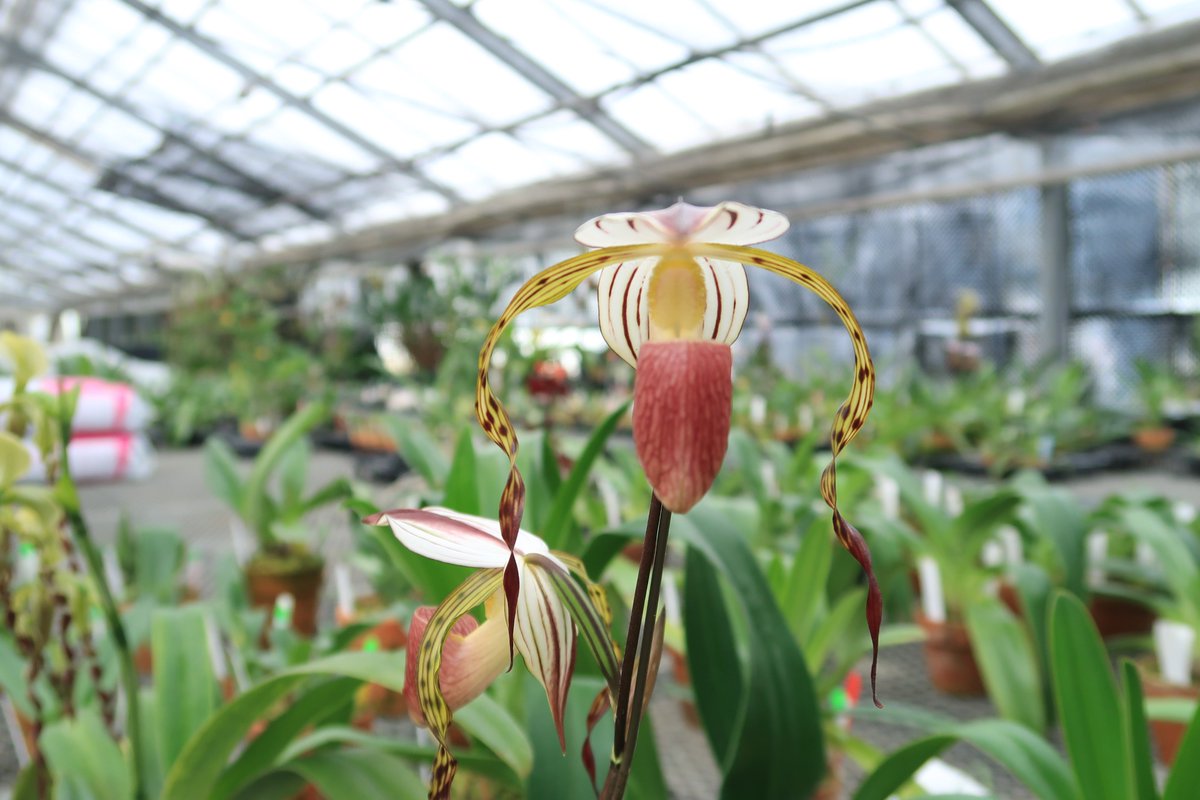 株 東京オーキット ナーセリー 完璧な雨よけ 観賞する側としては正面を向いていて欲しいものですが ドーサルは雨が入るのを防ぐために発達したとも考えられています 真上から見るとこの通り 虫を誘い込むためのリップの袋に雨が入らないように覆い