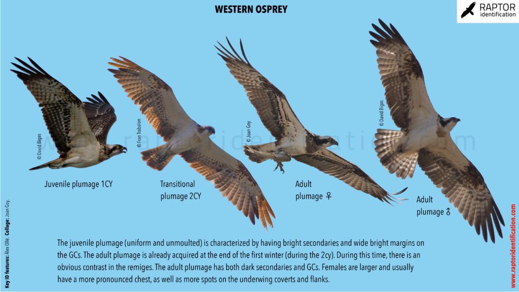 Identify birds of prey