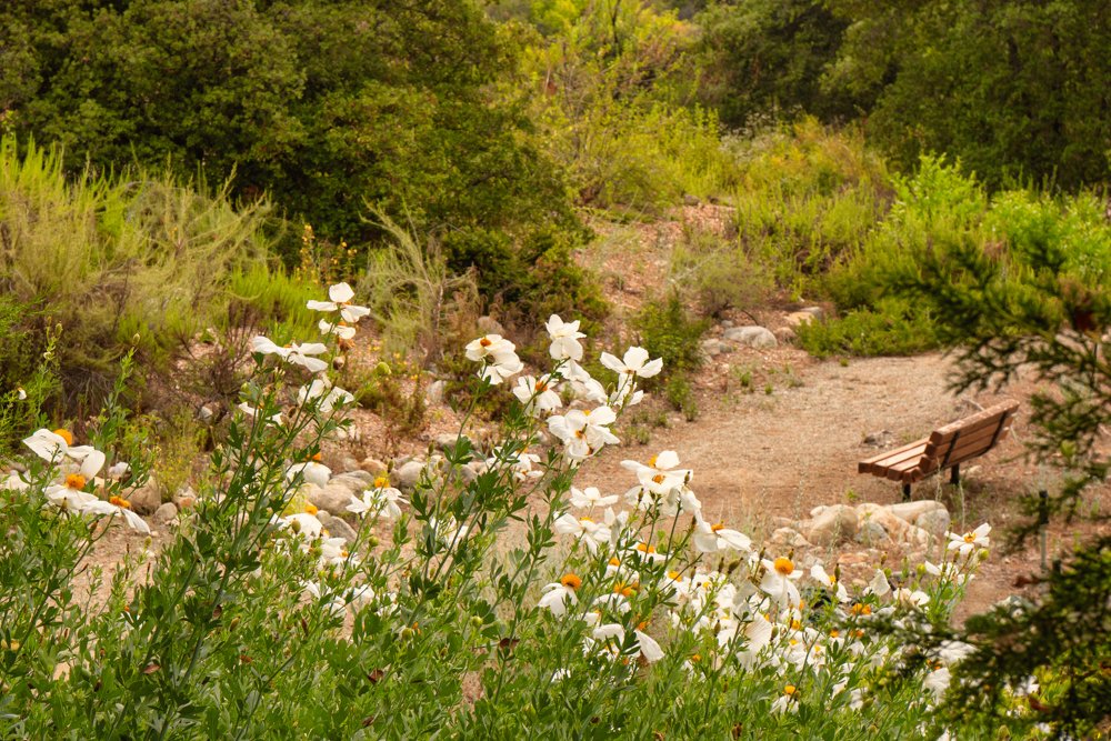 ElizabethBoatm2's tweet photo. New blog California Botanic Garden - https://t.co/XzIlS8C4yK https://t.co/hUWXEgQJX2