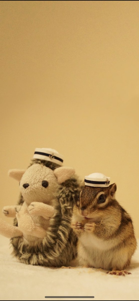 シマリスのソフィー Sophie Bikke Tod 8月スタート ご要望がございましたので 壁紙作りました ご自由にお使いください Wall Paper For You Chipmunk シマリス