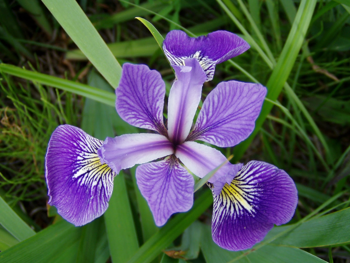 jjyepez's tweet image. #DEVtutorial: #AI - En este enlace 👇, un tutorial para implementar Inteligencia Artificial con #TensorflowJS, para identificar y clasificar imágenes de un tipo de flor (Iris) en 3 posibles grupos usando redes neuronales y #ML.
#Tensorflow
👉🧠jj.co.ve/!/tfjs-nn