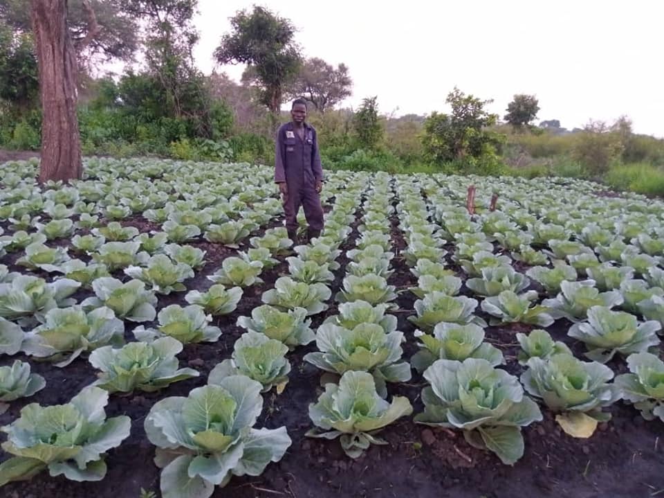 IccoUsa's tweet photo. "We expect to harvest 3000 heads of cabbage in August," says a farmer who gets support in #agribusiness development through the Agri Business Skilling for Youth in a Refugee Context (ABSYR) project in northern #Uganda, by ICCO, @WarChildHolland &amp; @ZOA_nl. https://t.co/zXpUTpfukl