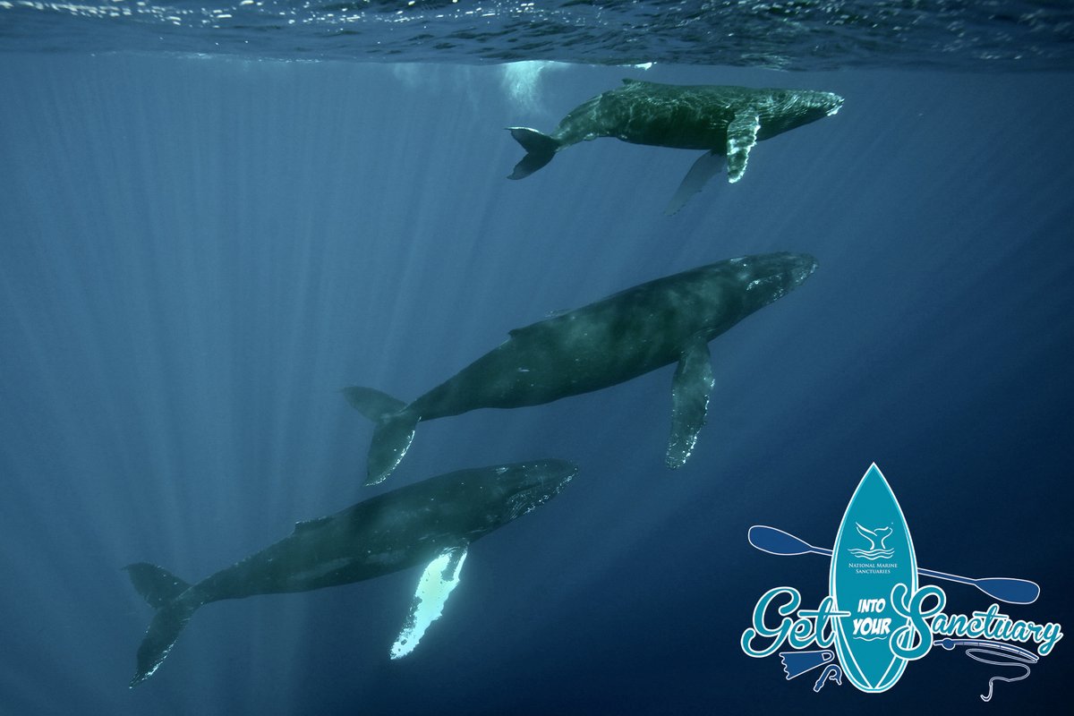 sanctuaries's tweet photo. Go on a Hawaiian adventure at https://t.co/CIz3z8bx5R on our Facebook WatchParty with our "Exploring the Hawaiian Islands Humpback Whale National Marine Sanctuary" (@Hihumpbackwhale) event! Sea ya in 15 minutes! 

#VirtualGIYS #ILoveMySanctuary https://t.co/oSqp585rhn