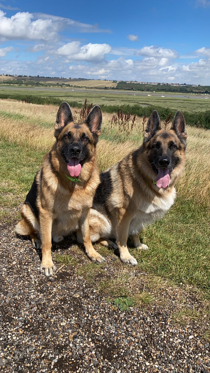 Susie ~ Dog Advocate tweet media