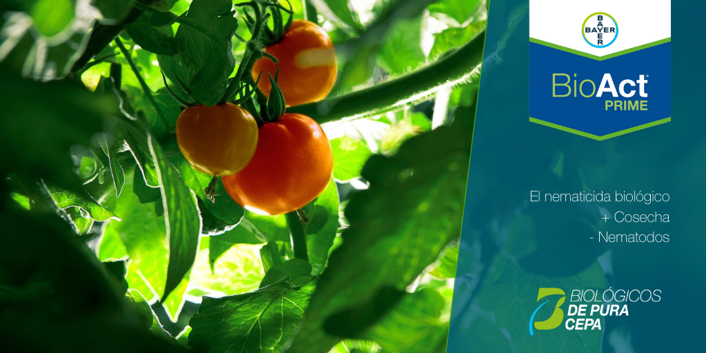 Bayer4CropsES's tweet photo. 🍓❌🐛 Los biológicos #DePuraCepa de Bayer permiten realizar una portección de cultivos más sostenible. 

Hoy hablamos de #BioAct® Prime para la protección frente a #nemátodos en diversos #cultivos como la #fresa y el tomate. 👇
https://t.co/76XAFR631L https://t.co/q0aYmNIvfo