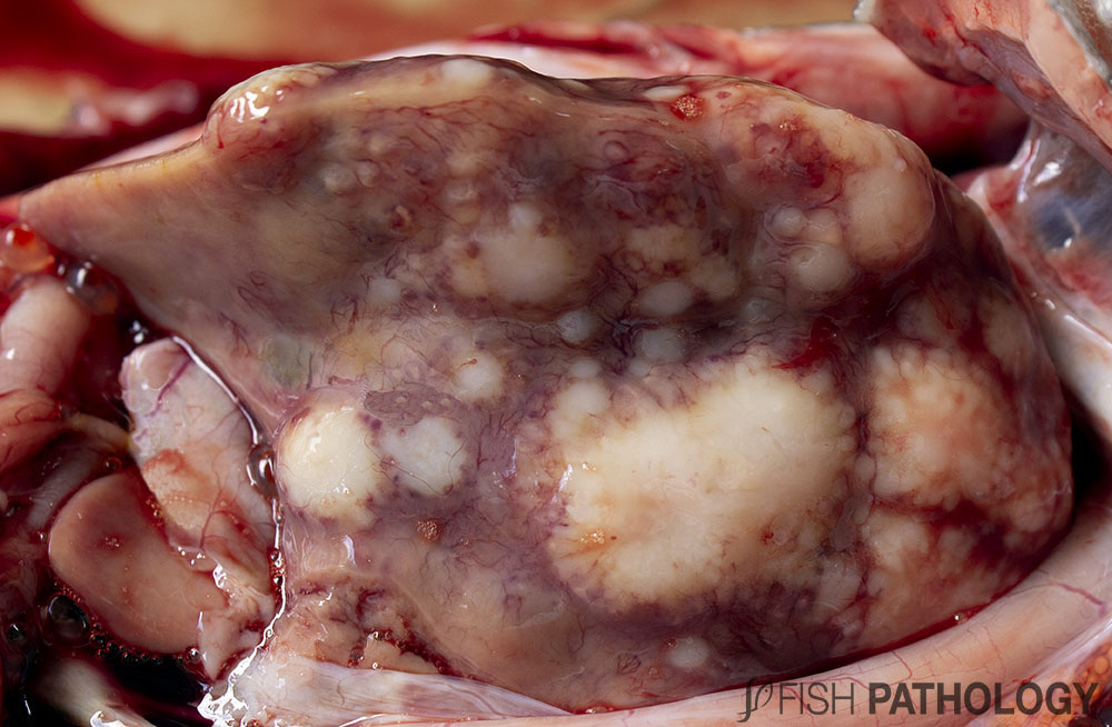 PathologyFish's tweet photo. New publication of "BKD in salmonids - Gross Pathology" in #FishPathology. For more information click here: https://t.co/GwAsceVLpM https://t.co/l6uJdc2GDj
