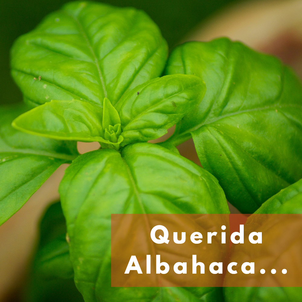 beobeogo's tweet photo. ❣️We are Albahaca lovers❣️
¿La prefieres en pasta o en pizza? ¿O en infusión? ¡De cualquier manera, la albahaca es s��per beneficiosa para tu salud! Descubre por qué en nuestro Instagram https://t.co/YK5aoQzoVV