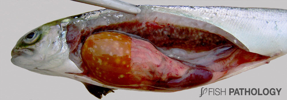 VehiceLab's tweet photo. Nueva publicación en #FishPathology sobre "BKD en salmónidos". Para mayor información accede al siguiente link: https://t.co/GL5smB6G9y https://t.co/blYcEYwkHM